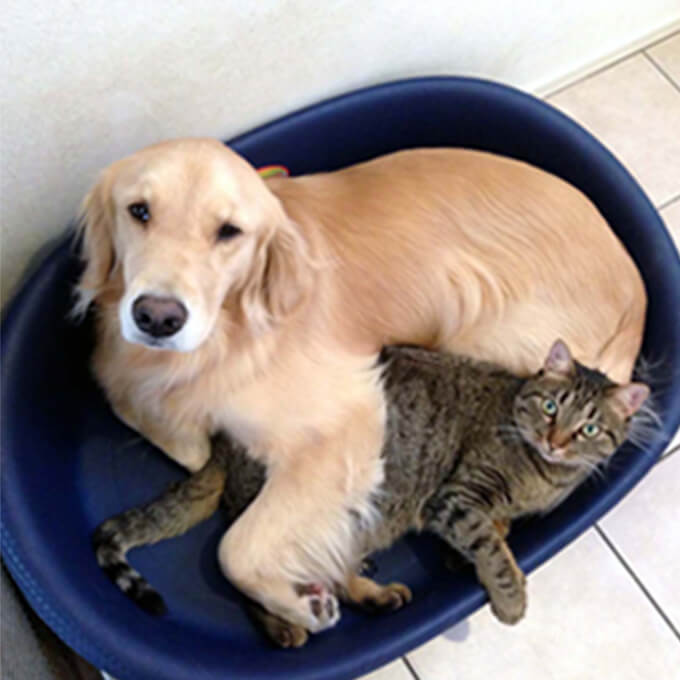 犬の避妊・去勢手術のメリット・デメリットについて