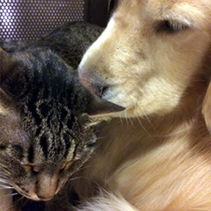 猫の避妊・去勢手術のメリット・デメリットについて