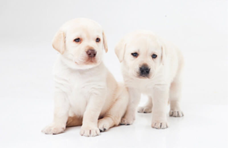 子犬の時から始めるしつけについて