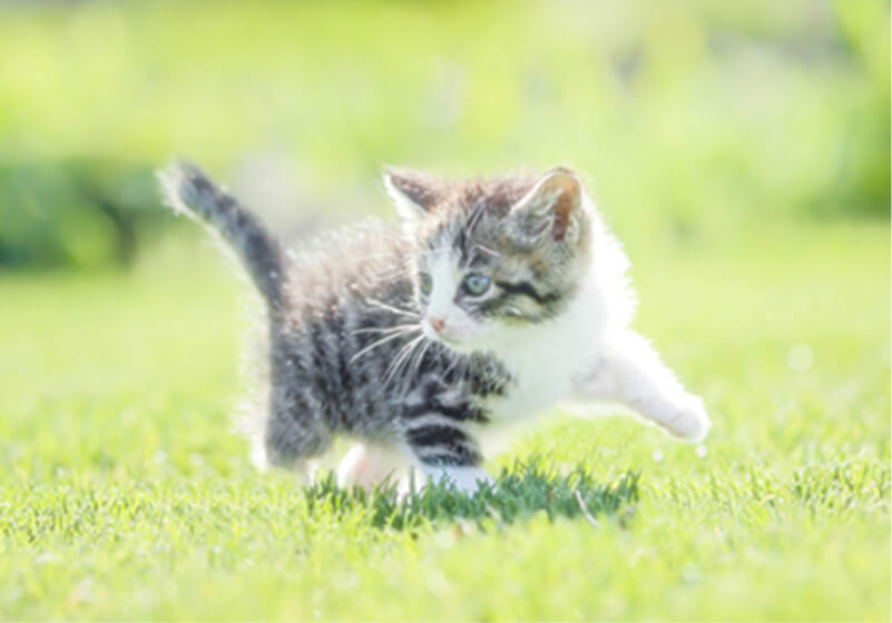 子犬の時から始めるしつけについて
