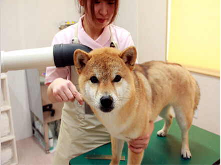 トリミング案内